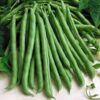 climbing-bean-blue-lake-seeds=1