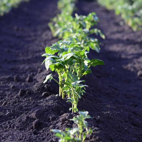cress-upland-seeds-2 cress-upland-seeds-2