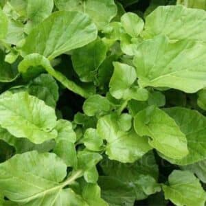 Cress Upland