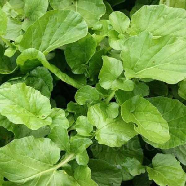 cress-upland-seeds cress-upland-seeds