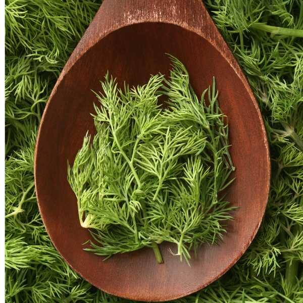 herb-dill-seeds-4 herb-dill-seeds-4