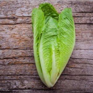 Lettuce Parris Island Cos