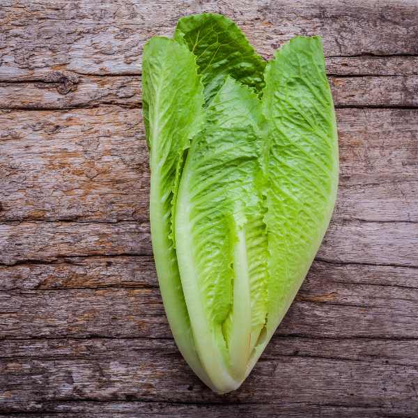 lettuce cos seeds