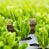 parris-island-cos-seeds-1