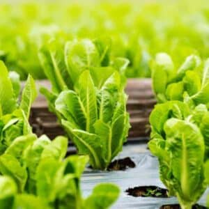 parris-island-cos-seeds-1