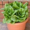 parris-island-cos-seeds-3