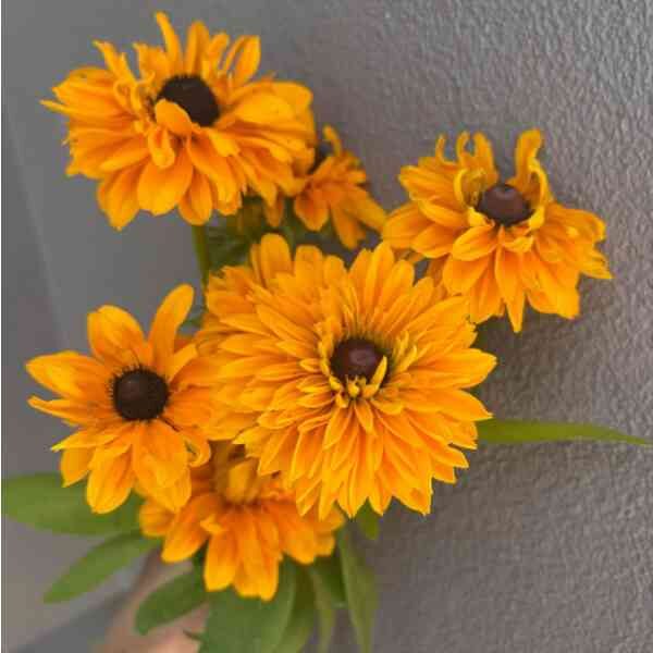 rudbeckia-goldilocks-seeds-2 rudbeckia-goldilocks-seeds-2