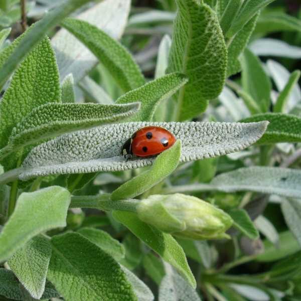 sage-officinalis-seeds sage-officinalis-seeds