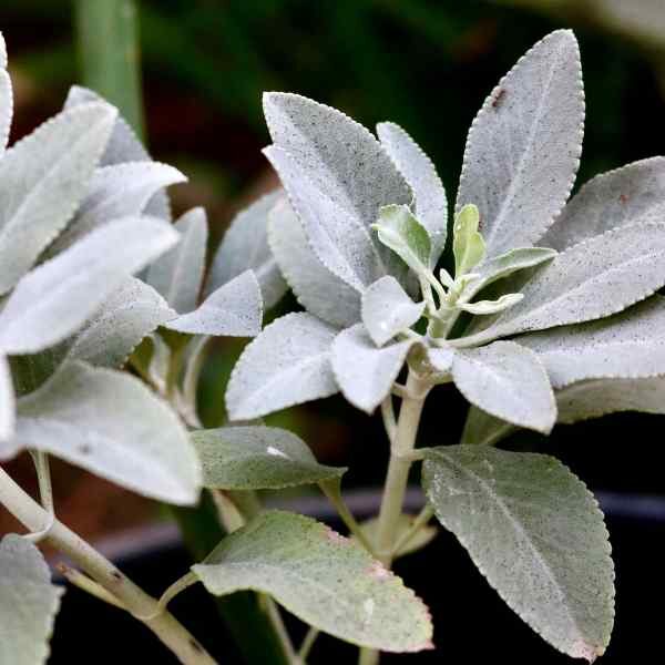 sage-seeds-1 sage-seeds-1