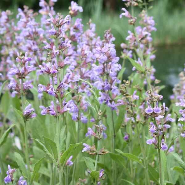 sage-seeds-2 sage-seeds-2