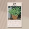 sage-seeds-front