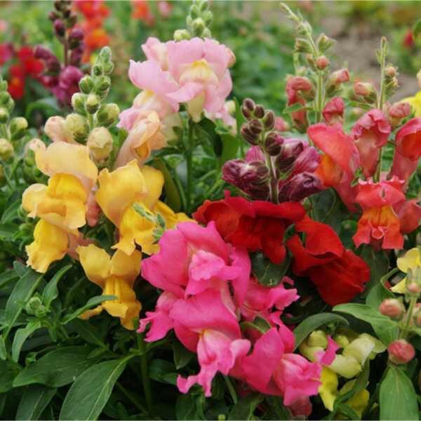 snap-dragon-magic Carpet-seeds snap-dragon-magic Carpet-seeds