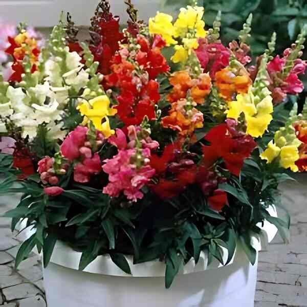 snap-dragon-magic-garden-seeds-3 snap-dragon-magic-garden-seeds-3