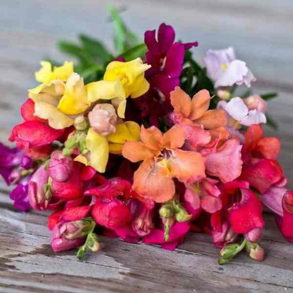 snap-dragon-magic-garden-seeds-4 snap-dragon-magic-garden-seeds-4