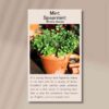 spearmint-front