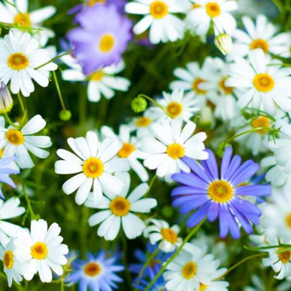 swan-river-daisy-seed swan-river-daisy-seed