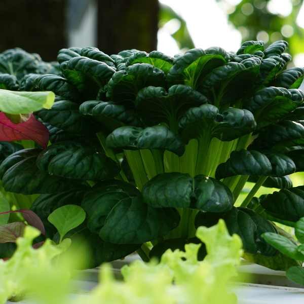 tatsoi-seed-1 tatsoi-seed-1