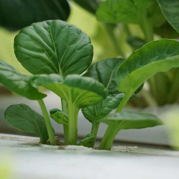 tatsoi-seed-3 tatsoi-seed-3