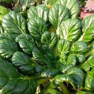 Tatsoi
