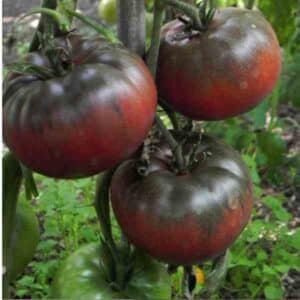 Tomato Black Krim