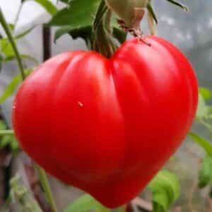 Tomato Oxheart