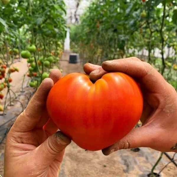 tomato-oxheart-seeds-3 tomato-oxheart-seeds-3