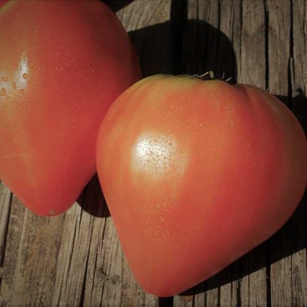 tomato-oxheart-seeds tomato-oxheart-seeds