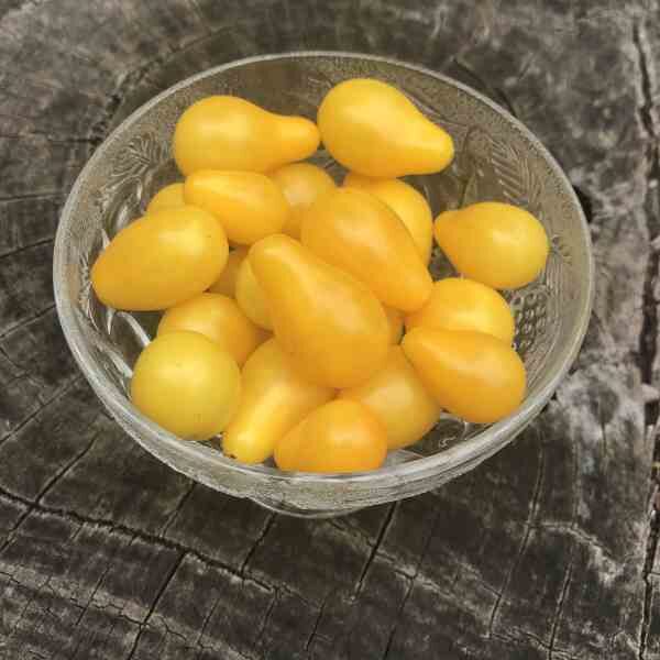 tomato-yellow-pear-2 tomato-yellow-pear-2