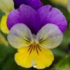 wild-pansy-seeds-1