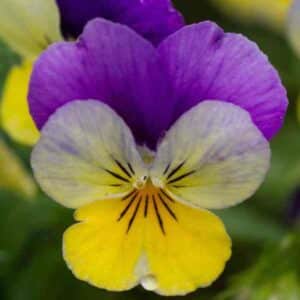 wild-pansy-seeds-1