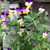 wild-pansy-seeds-3