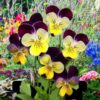 wild-pansy-seeds-4