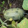 african-horned-cucumber-seeds-1