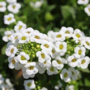 Alyssum