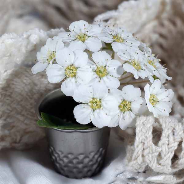 alyssum seeds 3