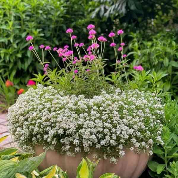 alyssum seeds 8