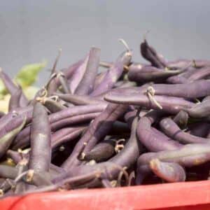 Bean Purple King
