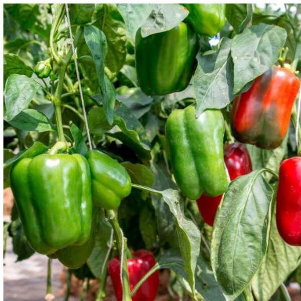 capsicum-yolo-wonder-seeds (1) capsicum-yolo-wonder-seeds (1)