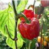 capsicum-yolo-wonder-seeds-3