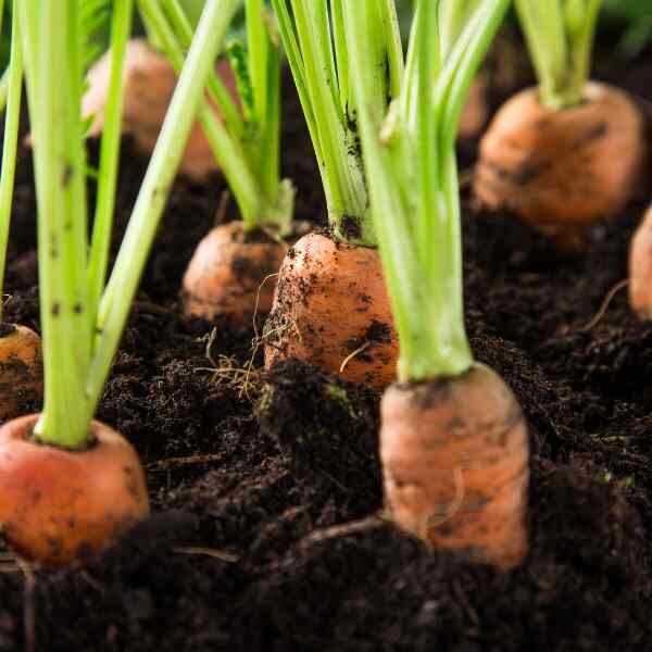 carrot-short-kuroda-seeds-1 carrot-short-kuroda-seeds-1