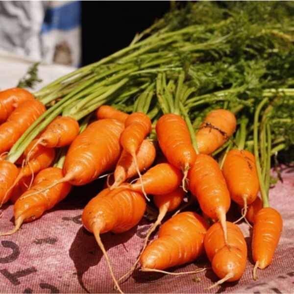 carrot-short-kuroda-seeds bunch of carrot short kuroda carrots