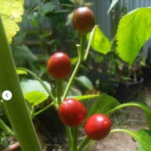 Chilli Tepin