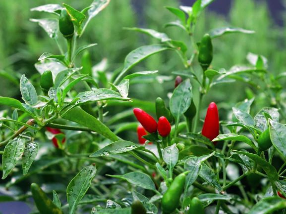 chilli_thai_seeds chilli_thai_seeds