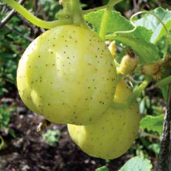 cucumber-crystal-apple-seeds-1 cucumber-crystal-apple-seeds-1