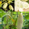 cucumber-long-white-seeds-6