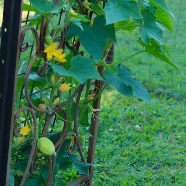 cucumber-richond-green-apple-seeds-2 cucumber-richond-green-apple-seeds-2