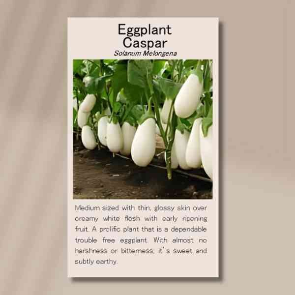 eggplant-caspar-seed-packet-front eggplant-caspar-seed-packet-front
