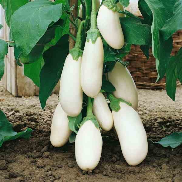 eggplant-caspar seeds-2 eggplant-caspar seeds-2
