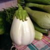 eggplant-caspar seeds-3