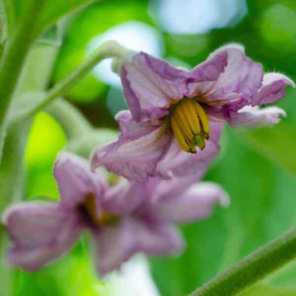eggplant-ping-tung-long-3 eggplant-ping-tung-long-3